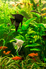 Image showing Tropical fish PTEROPHYLLUM SCALARE