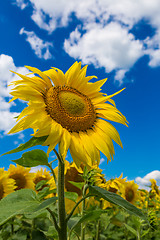 Image showing sun flowers field in Ukraine sunflowers