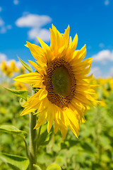 Image showing sun flowers field in Ukraine sunflowers