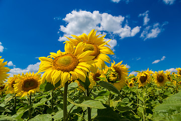 Image showing sun flowers field in Ukraine sunflowers