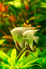 Image showing Tropical fish PTEROPHYLLUM SCALARE