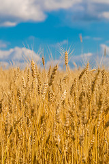 Image showing A wheat field, fresh crop of wheat