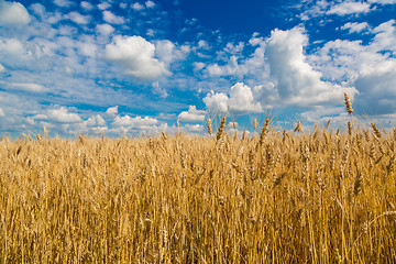 Image showing A wheat field, fresh crop of wheat