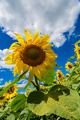 Image showing sun flowers field in Ukraine sunflowers