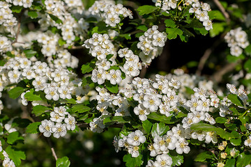 Image showing White  flowers of the cherry blossoms