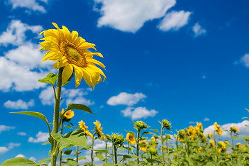 Image showing sun flowers field in Ukraine sunflowers