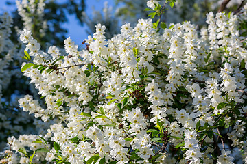 Image showing White  flowers of the cherry blossoms