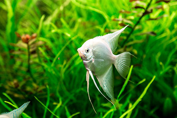 Image showing Tropical fish PTEROPHYLLUM SCALARE