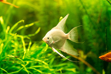 Image showing Tropical fish PTEROPHYLLUM SCALARE