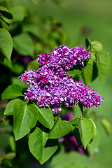 Image showing purple lilac bush blooming in May day. City park