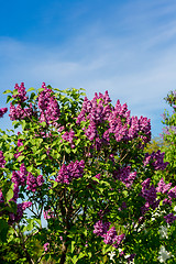 Image showing purple lilac bush blooming in May day. City park