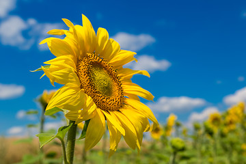 Image showing sun flowers field in Ukraine sunflowers