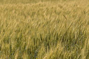 Image showing A wheat field, fresh crop of wheat