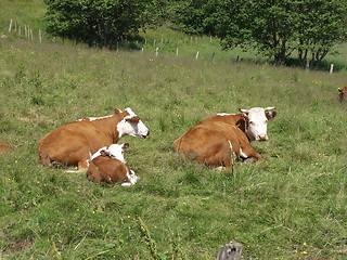 Image showing Cows and calf_07.07.2001