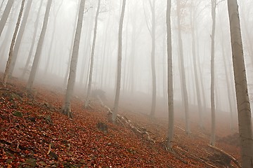 Image showing Autumn Forest Fog