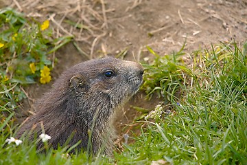 Image showing Marmot in it\'s hole