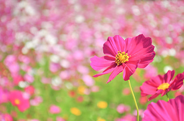 Image showing Pink Cosmos Flower