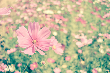 Image showing Pink Cosmos Flower