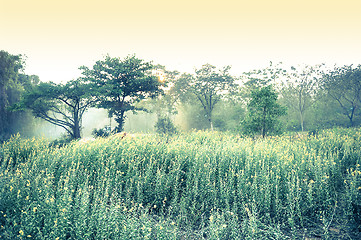 Image showing Flower Field