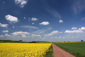 Image showing Blue sky and canola fields.