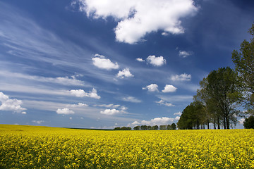 Image showing Rape field and white clouds