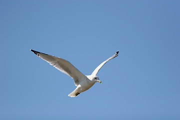 Image showing Gull in Flight