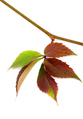 Image showing Multicolor autumn twig of grapes leaves, parthenocissus quinquef