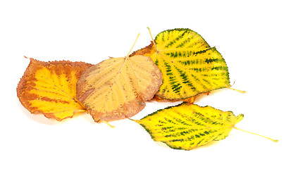 Image showing Autumn multicolored leafs