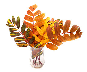 Image showing Multicolor autumn rowan leafs in glass