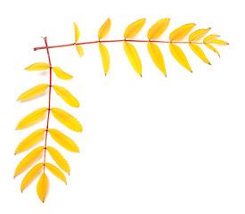 Image showing Yellow autumn rowan leaves