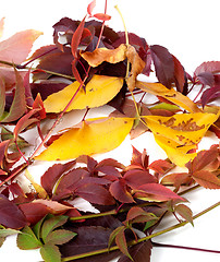Image showing Multicolor autumnal leafs
