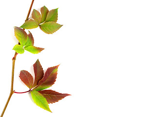 Image showing Multicolor autumnal twig of grapes leaves, parthenocissus quinqu