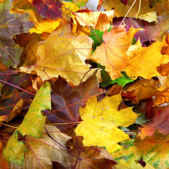 Image showing Autumn dry maple leafs