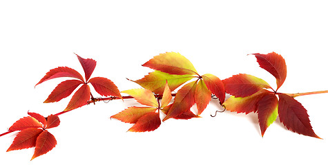 Image showing Red autumn branch of grapes leaves