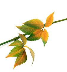 Image showing Multicolor autumn twig of grapes leaves, parthenocissus quinquef