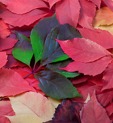 Image showing Background of autumn leaves