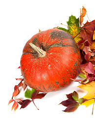 Image showing Red ripe pumpkin and multicolor autumn leaves