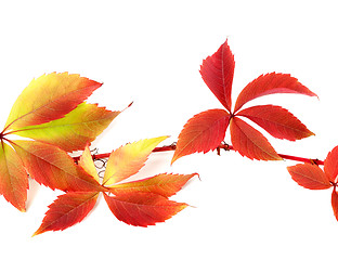 Image showing Red autumnal branch of grapes leaves 