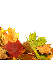 Image showing Autumn maple-leaf background