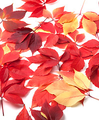 Image showing Scattered autumn red leaves on white background