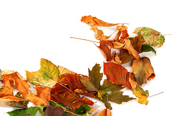 Image showing Autumn dry leafs. Isolated on white background