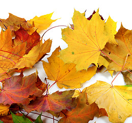 Image showing Autumn dry maple-leafs