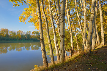 Image showing Sunrise in the autumn forest 