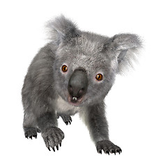 Image showing Australian Koala Bear