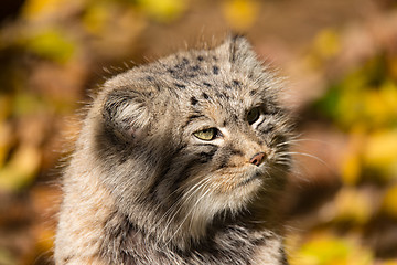 Image showing beautiful wild cat, Pallas\'s cat, Otocolobus manul