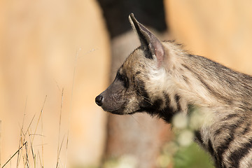 Image showing Striped hyena (Hyaena hyaena)