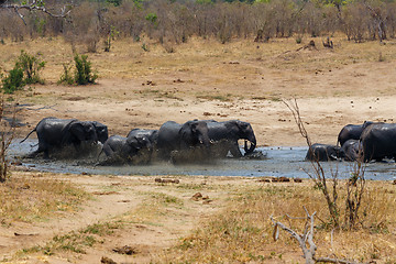 Image showing African elephants bathing at a muddy waterhole
