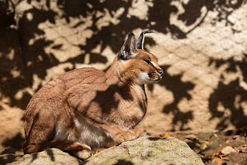 Image showing caracal (karakal) family in nature