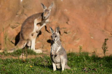 Image showing red kangaroo