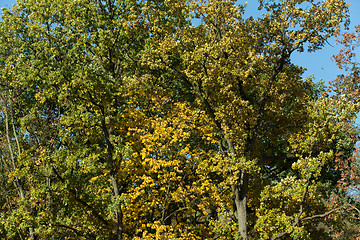 Image showing Autumn background